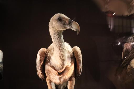Free Stock Photo of Naturalized bird of prey