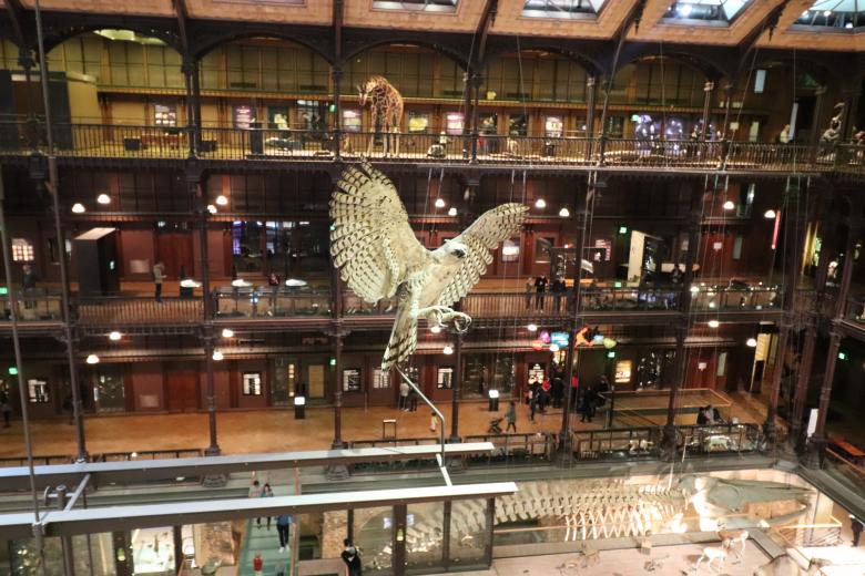 Free stock image of Night hawk with the museum behind created by GAIMARD Jacques
