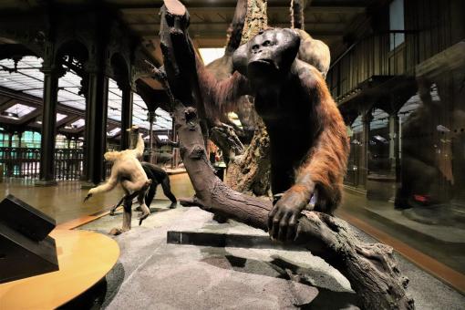 Free Stock Photo of Naturalized ape
