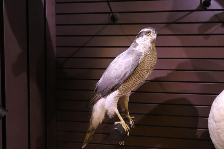 Free stock image of Naturalized bird of prey created by GAIMARD Jacques