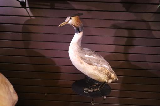 Free Stock Photo of Naturalized duck