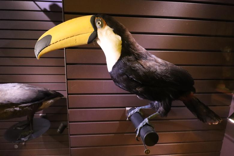 Free stock image of Naturalized toucan created by GAIMARD Jacques