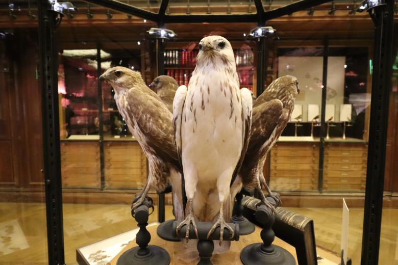 Free stock image of Stuffed falcons created by GAIMARD Jacques