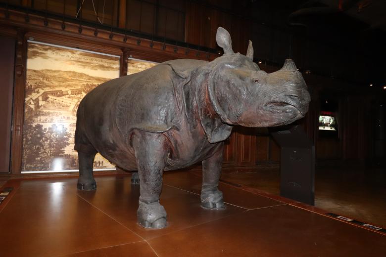 Free stock image of Big good old rhino! created by GAIMARD Jacques