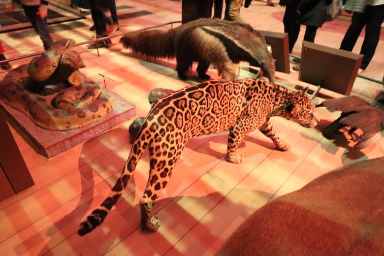 Free stock image of Hunting cheetah created by GAIMARD Jacques
