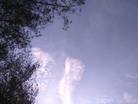 Pine trees and sky - Free Stock Photo