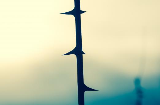 Thorn Close Up - Free Stock Photo