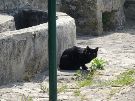 Black cats bring bad luck, proof: you just stepped on a poodle paddy - Free Stock Photo