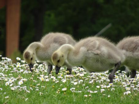 Free Stock Photo of Ducklings in skills training