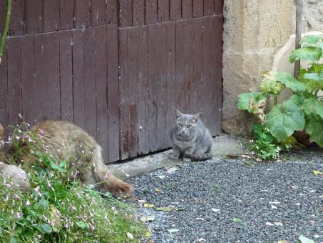 Free Stock Photo of Shoot!!! That grey gravel bled on my fur...