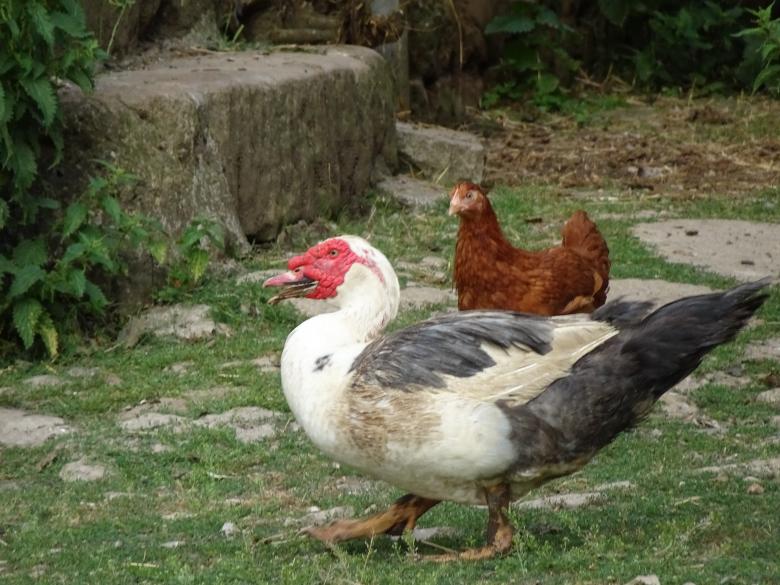 Free stock image of Yes! Yes! Yes! I'm a duck... created by GAIMARD Jacques