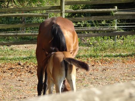 Honey...I told you, you can't go back in mommy's belly!! - Free Stock Photo