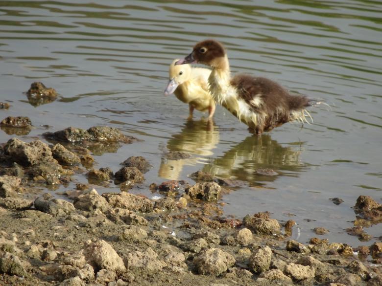 Free stock image of Well... My feathers are still not waterproof!! created by GAIMARD Jacques