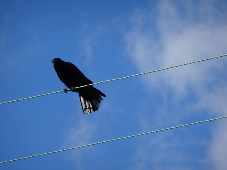 Free stock image of Electricity gives me superpowers!! created by GAIMARD Jacques