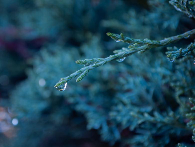 Free stock image of Water drop on Branch created by PaSoNeCa