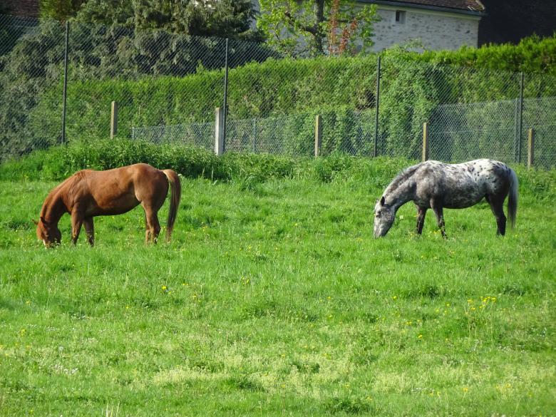 Free stock image of Greystoke and Brownsugar created by GAIMARD Jacques