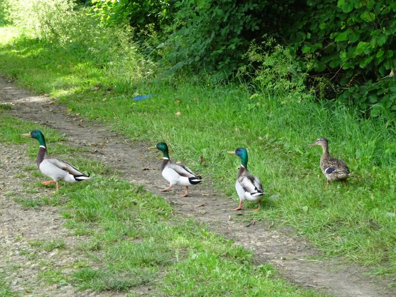 Free stock image of A female duck and three males on a pathway created by GAIMARD Jacques