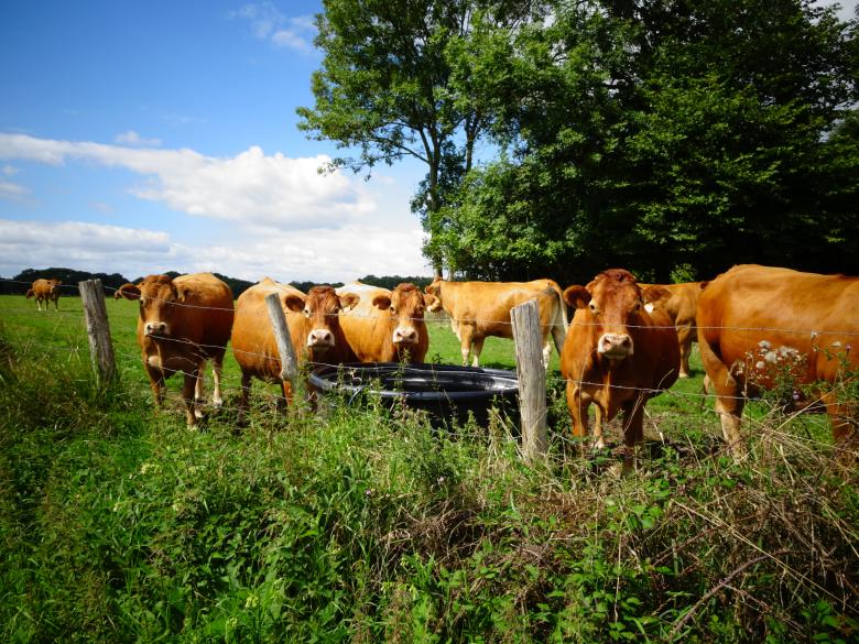 Free stock image of Several brown cows in a meadow created by GAIMARD Jacques