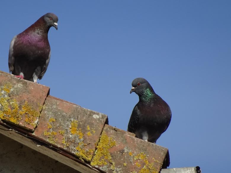 Free stock image of Two grey pigeons on a roof created by GAIMARD Jacques