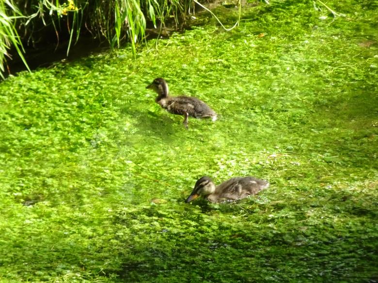 Free stock image of Ducklings on a river created by GAIMARD Jacques