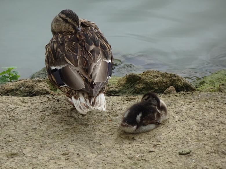 Free stock image of Duck and duckling on a riverbank created by GAIMARD Jacques