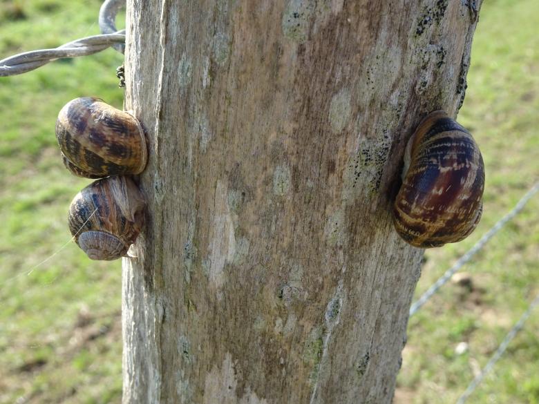Free stock image of Three snails on a wood post created by GAIMARD Jacques
