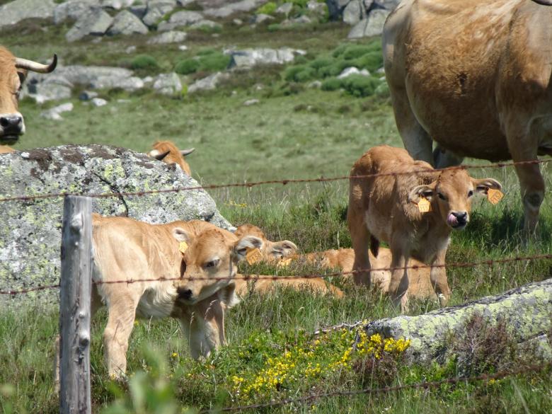 Free stock image of Calves and cow created by GAIMARD Jacques