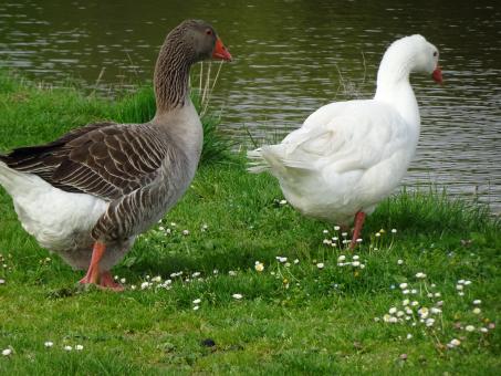 Free Stock Photo of Couple of geese on a riverbank