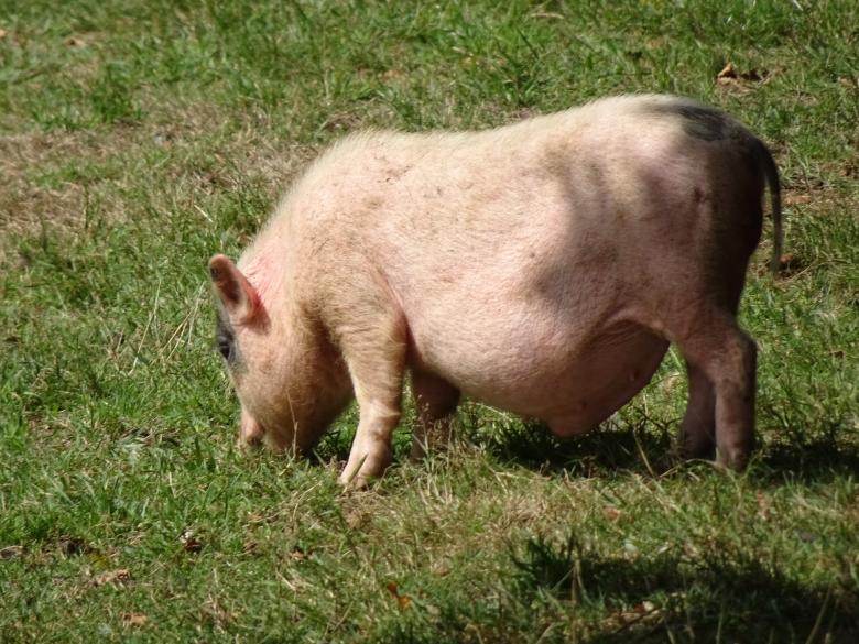 Free stock image of Arghhhh!! My pot belly is scratching the grass... created by GAIMARD Jacques