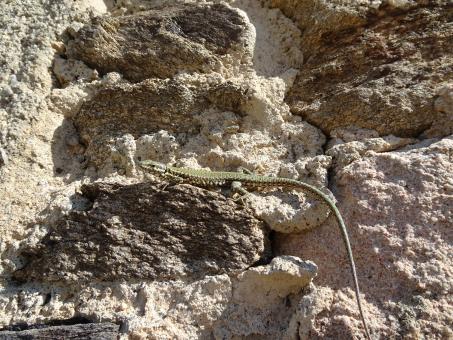 Free Stock Photo of I'm Wizard, the Lizard...
