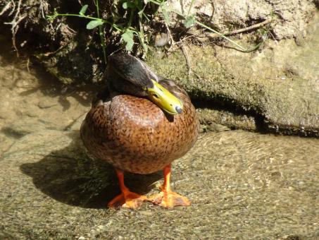 Free Stock Photo of I've got a terrible torticolis !!!