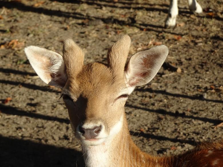 Free stock image of I can't wait 'til I get huge horns like Daddy!! created by GAIMARD Jacques