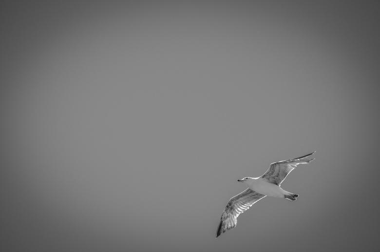 Free stock image of Flying Seagull created by PaSoNeCa