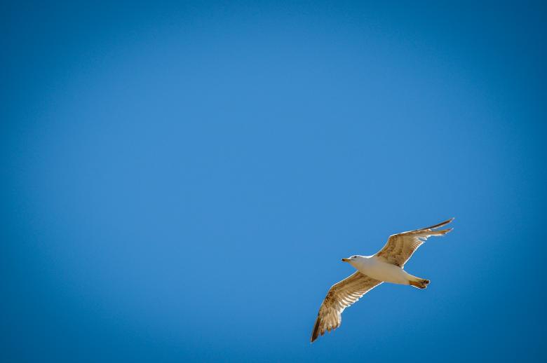 Free stock image of Seagull in sky created by PaSoNeCa