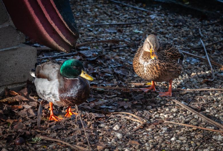Free stock image of Ducks Couple created by PaSoNeCa