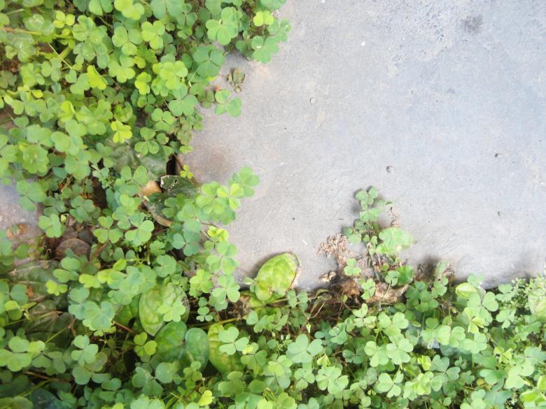 Free stock image of Plant and background created by Chekokiart