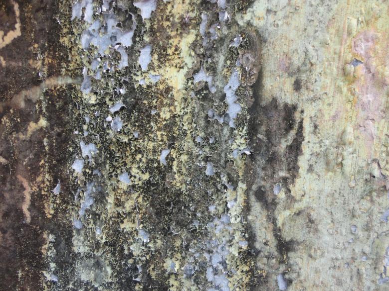 Free stock image of Peeling Grunge Wall Texture created by Chekokiart