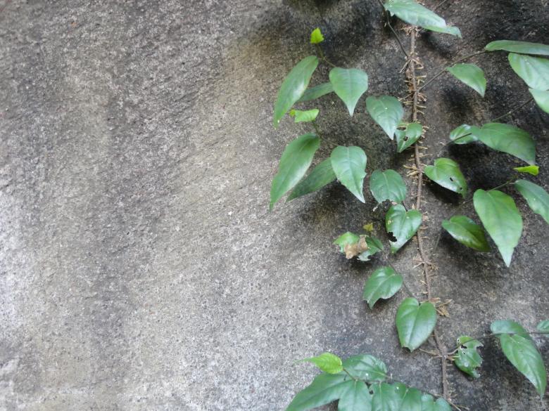 Free stock image of Plant and wall texture created by Chekokiart