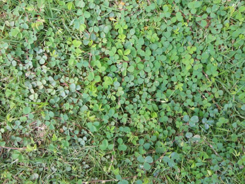 Free stock image of Grass texture background created by Chekokiart