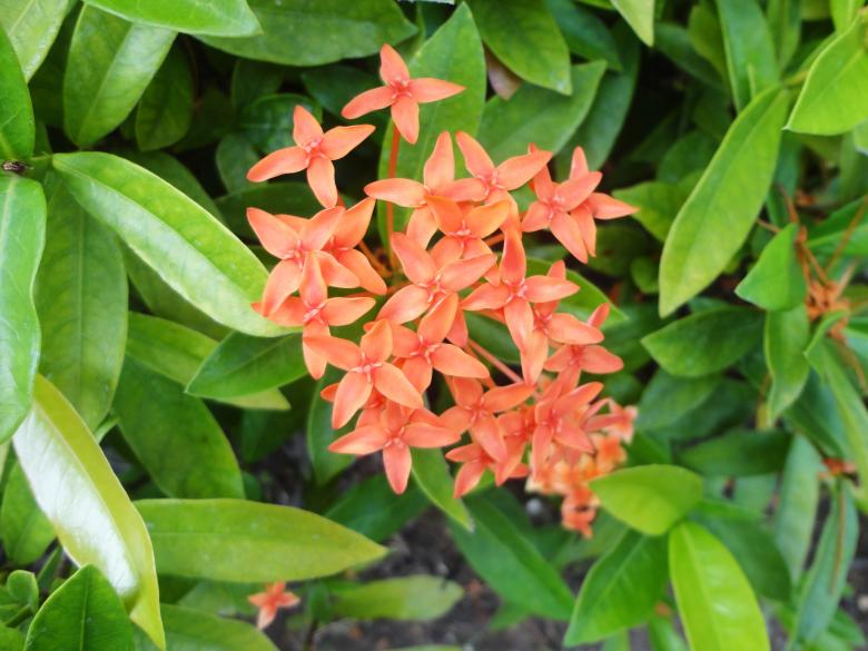 Free stock image of Flower background created by Chekokiart