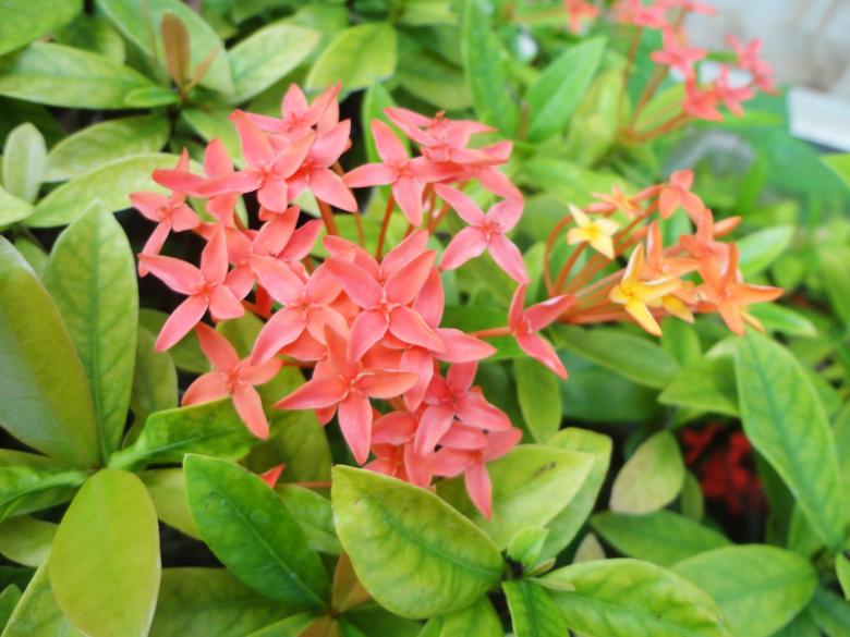 Free stock image of Flower background created by Chekokiart