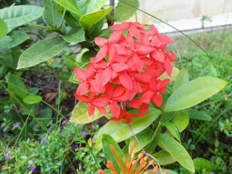 Free stock image of Red Flower Background created by Chekokiart