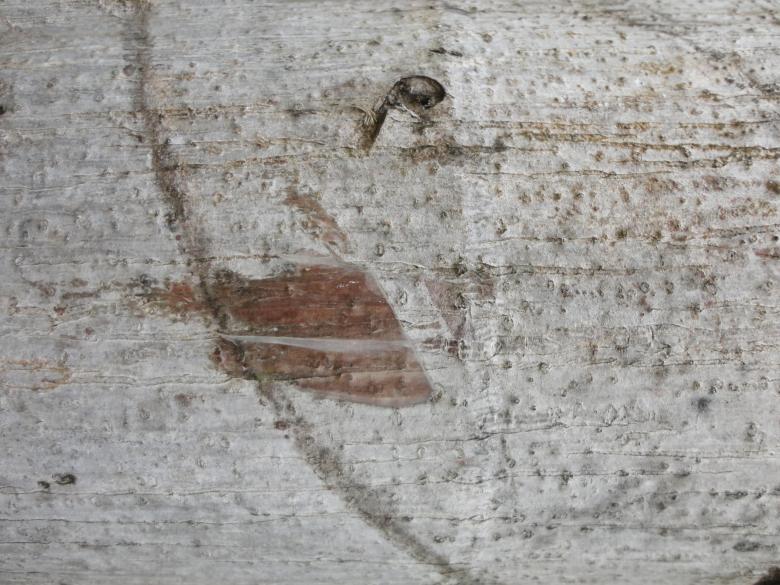 Free stock image of Wood texture background created by Chekokiart
