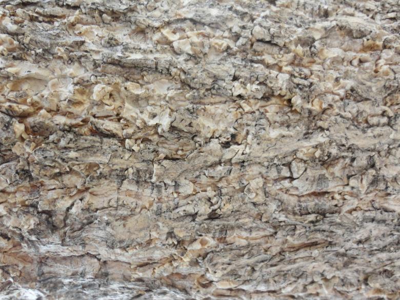 Free stock image of Wood tree texture background created by Chekokiart