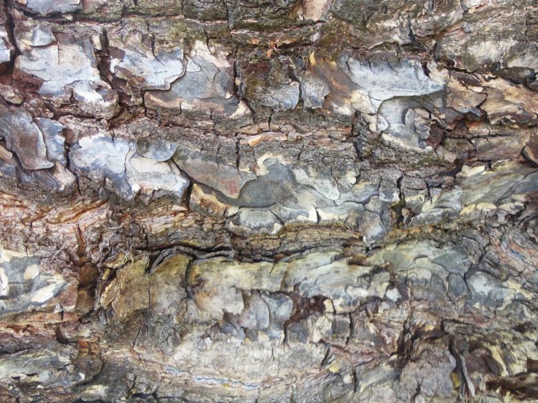 Free stock image of Wood bark texture created by Chekokiart
