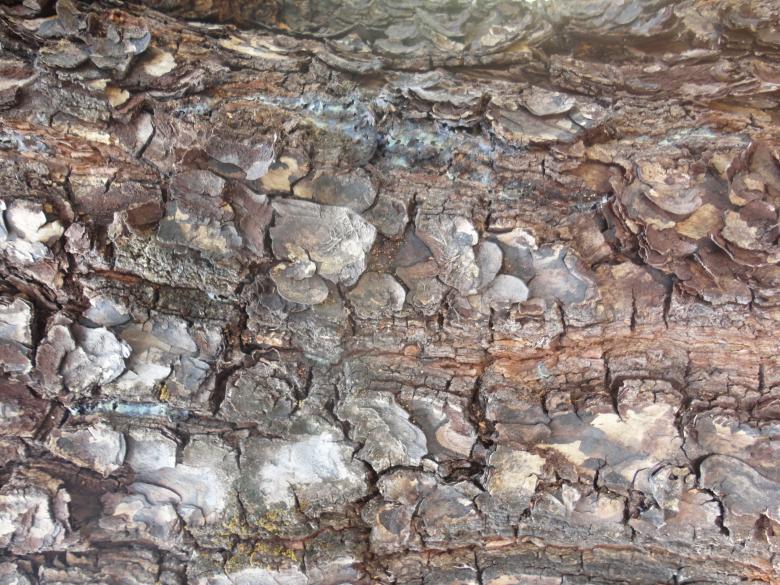 Free stock image of Wood bark tree texture background created by Chekokiart