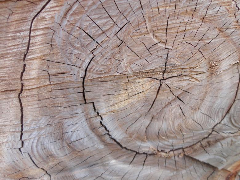 Free stock image of Wood plant tree texture background created by Chekokiart