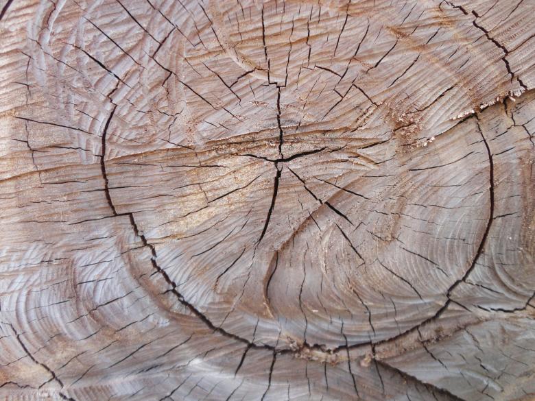 Free stock image of Wood plant tree texture background created by Chekokiart