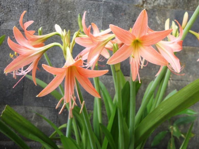 Free stock image of Flower plant background created by Chekokiart
