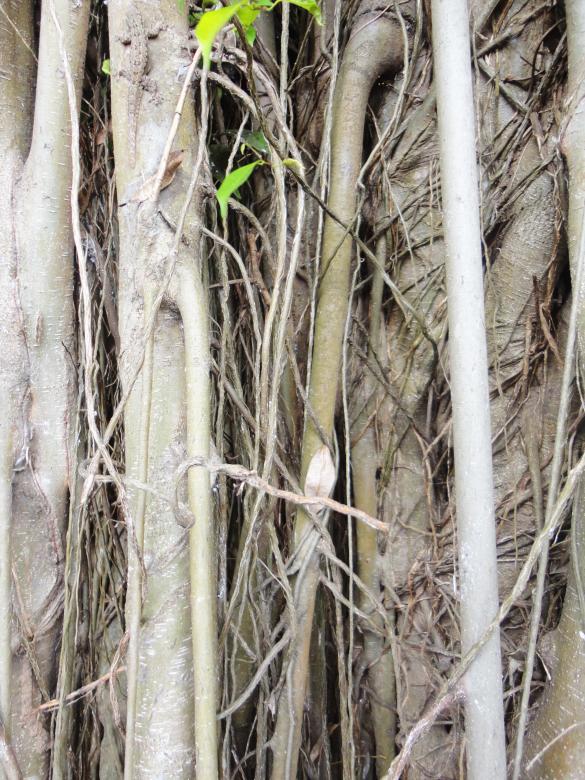 Free stock image of Plant background created by Chekokiart